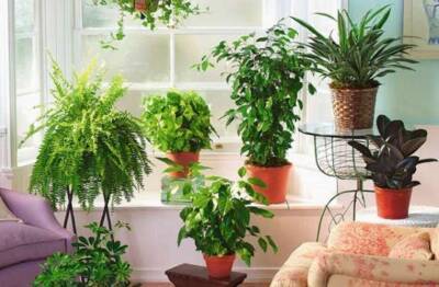 Топ-5 комнатных растений, приносящих в дом несчастье - lenta.ua - Украина