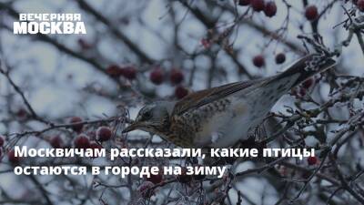 Москвичам рассказали, какие птицы остаются в городе на зиму - vm.ru - Москва - Москва