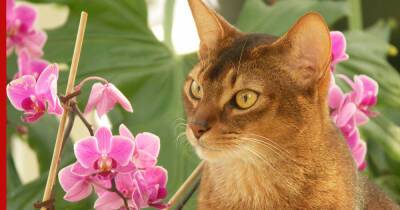 Безопасны для кошек: 5 красивых и нетоксичных комнатных растений - profile.ru