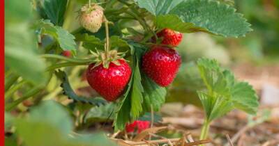 Богатый урожай ягод: через сколько лет можно сажать клубнику на прежнее место - profile.ru