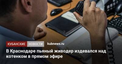 В Краснодаре пьяный живодер издевался над котенком в прямом эфире - kubnews.ru - Краснодарский край - Краснодар - Краснодар