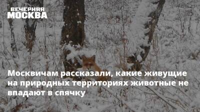 Москвичам рассказали, какие живущие на природных территориях животные не впадают в спячку - vm.ru - Москва - Москва