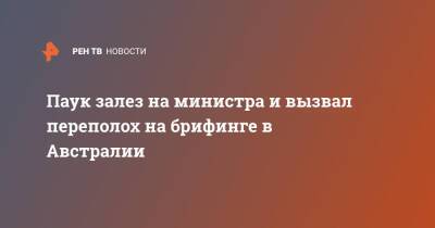 Австралия - Паук залез на министра и вызвал переполох на брифинге в Австралии - ren.tv - Австралия