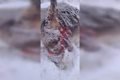 Владимир Бурматов - В Госдуме возмутились действиями священников, оставивших осла умирать на морозе - govoritmoskva.ru - Москва - Россия - Владимирская обл.