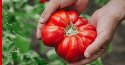 Большой урожай: три совета, которые помогут вырастить крупные и вкусные помидоры - profile.ru