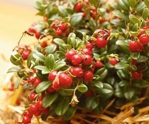 13 самых полезных в мире растений - goodnews.ua