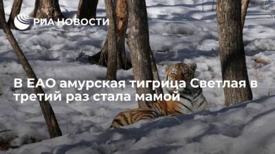 Владимир Путин - Сергей Арамилев - В ЕАО краснокнижная амурская тигрица Светлая в третий раз стала мамой - ria.ru - Россия - Амурская обл. - Еврейская обл. - Хабаровск