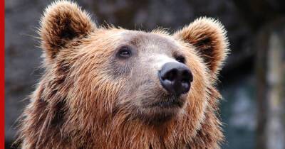 "Должен быть в спячке": медведь напал на человека в одном из российских регионов - profile.ru - Приморье край - Находка