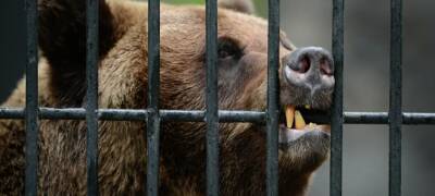 Еще два зоопарка в Карелии получили лицензии - stolicaonego.ru - Петрозаводск - район Сортавальский - республика Карелия