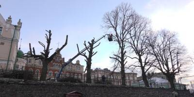 Почти 100 аварийных деревьев срубят в Выборге - ivbg.ru - Украина - Выборг - Ленобласть