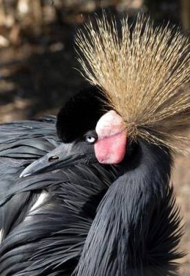 Экосфера: Орнитологи разыскивают 10 пропавших видов птиц - argumenti.ru - Индия - Новая Зеландия - Мадагаскар