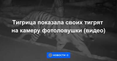 Екатерина Гура - Тигрица показала своих тигрят на камеру фотоловушки (видео) - news.mail.ru - Еврейская обл.