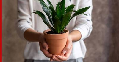 Не дороже 500 рублей: бюджетные и красивые растения для дома - profile.ru