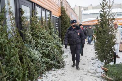 Густаво Зырянов - Полиция проверяет ёлочные базары в Новосибирске на законность продажи новогодних деревьев - sib.fm - Новосибирск - Новосибирская обл.