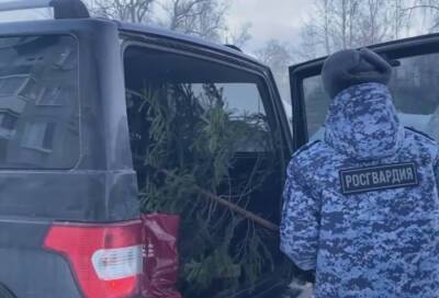 Сергей Перминов - Росгвардейцы подарили новогоднюю ель 85-летней жительнице Ленинградской области - online47.ru - Россия - Ленинградская обл. - Челябинск