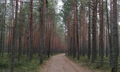 В Карелии женщина-лесничий вместе с родственниками три года воровала лес - gubdaily.ru - Россия - район Прионежский - республика Карелия