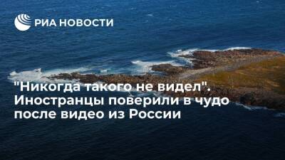 Пользователи Twitter нашли сходство между обитающим в России моллюском и русалкой - ria.ru - Москва - Россия