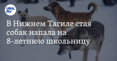 В Нижнем Тагиле стая собак напала на 8-летнюю школьницу. СК начал проверку - ura.news - Россия - Екатеринбург - Свердловская обл. - Нижний Тагил - район Академический, Екатеринбург