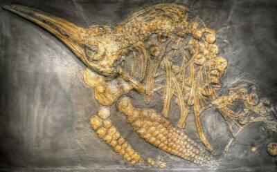 Ученые обнаружили гигантское морское чудовище эпохи динозавров (Фото) - lenta.ua - Украина - Лос-Анджелес - шт. Невада