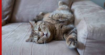 Как избавиться от кошачьего запаха в квартире: два натуральных средства - profile.ru