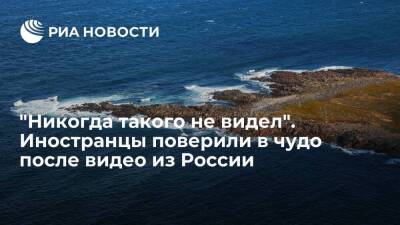 Пользователи Twitter нашли сходство между обитающим в России моллюском и русалкой - smartmoney.one - Москва - Россия - Москва - Twitter