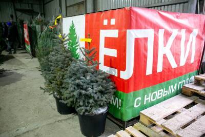 В Челябинске общественники нашли больше сотни незаконных елочных базаров - znak.com - Челябинск - Ленинск
