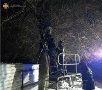 Девушка сняла с дерева кота, а сама застряла: прохожие вызвали спасателей - vlasti.net - Украина - Германия - Херсон - Херсонская обл.