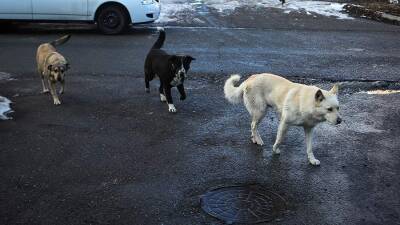 В Якутске возбуждено дело по факту смерти женщины после нападения собак - iz.ru - Россия - Израиль - респ. Саха - Якутск