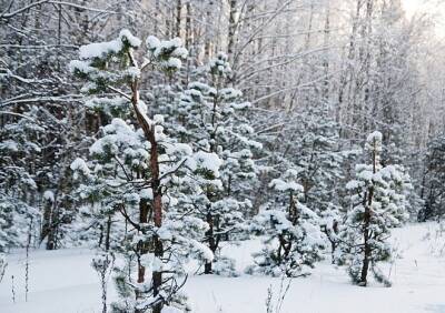 В лесах Рязанской области усилили охрану от незаконных рубок в преддверии праздников - ya62.ru - Рязанская обл.