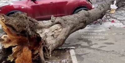Зима разошлась не на шутку: в Одессе показали кадры последствий - politeka.net - Украина - Одесса - Одесса