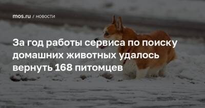 За год работы сервиса по поиску домашних животных удалось вернуть 168 питомцев - mos.ru - Москва