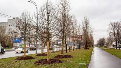Петр Бирюков - Деревья и кустарники высадили вдоль восьми магистралей в Москве - vm.ru - Москва - Мичуринск - Благоустройство