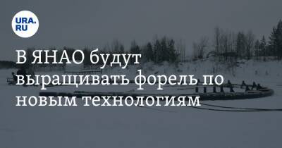 В ЯНАО будут выращивать форель по новым технологиям - ura.news - окр. Янао - район Пуровский