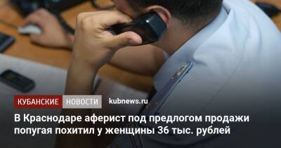 В Краснодаре аферист под предлогом продажи попугая похитил у женщины 36 тыс. рублей - kubnews.ru - Россия - Краснодарский край - Краснодар