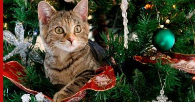 Как не дать кошке забраться на новогоднюю елку: советы владельцам - profile.ru - Англия