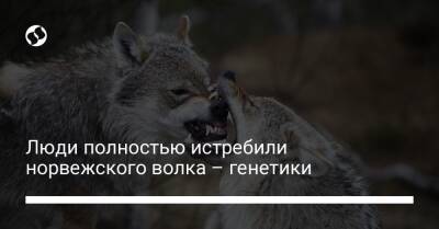 Люди полностью истребили норвежского волка – генетики - liga.net - Норвегия - Украина - Финляндия