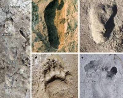 Ученые смогли расшифровать таинственные следы, которым 3,7 млн лет - enovosty.com - Танзания