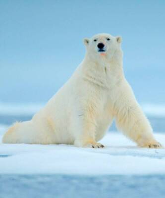 Eco-ELLE: WWF сделали адвент-календарь в защиту белого медведя - skuke.net - Россия