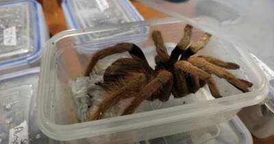 Колумбийские власти изъяли около 300 паукообразных и насекомых у контрабандистов - focus.ua - Украина - Колумбия - Германия - Богота