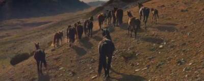 Лошадей и ослов уличили в «подделке» орудий труда олдувайской культуры - runews24.ru - Танзания