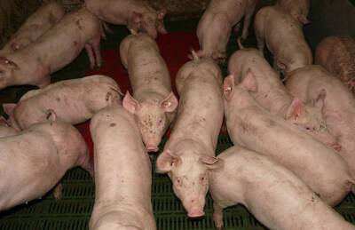 Закупочные цены на свинину отыграли еще пару процентов - agroportal.ua - Украина