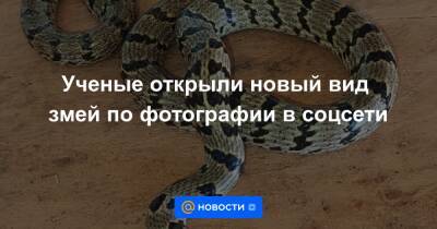 Ученые открыли новый вид змей по фотографии в соцсети - news.mail.ru - Индия - Бангалор