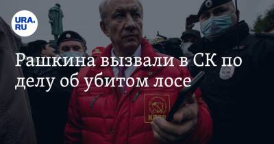 Александр Бастрыкин - Валерий Рашкин - Сергей Обухов - Рашкина вызвали в СК по делу об убитом лосе - ura.news - Россия - Саратовская обл.