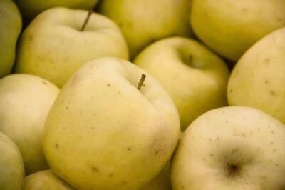 Почему червивые яблоки на дереве: хитрости бывалых садоводов - skuke.net