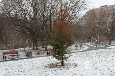 Елка засохла в обновленном сквере в центре Нижнего Новгорода перед Новым годом - vgoroden.ru - Нижний Новгород - Благоустройство - Экология