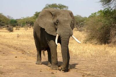 Слон 12 лет прожил в сафари-парке и оказался слонихой - lenta.ru - Германия - Пакистан - Карачи