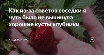 Как из-за советов соседки я чуть было не выкинула хорошие кусты клубники - skuke.net