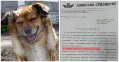 «Азовская судоверфь» отчиталась мэрии о воспитательных беседах с бездомными собаками - skuke.net - Интересно