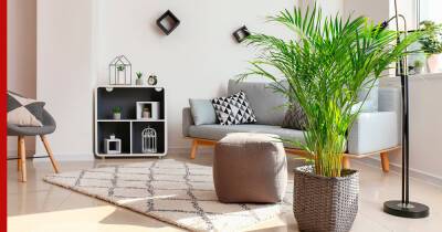 Тропическая атмосфера в доме: компактные комнатные пальмы и растения, похожие на них - profile.ru