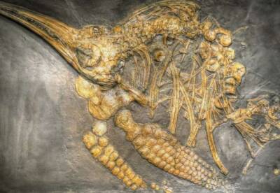 Ученые обнаружили гигантское морское чудовище эпохи динозавров - facenews.ua - Украина - шт. Невада - шт. Калифорния